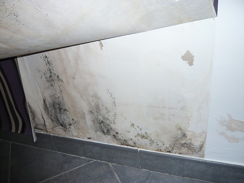 moisissures sous papier.jpg